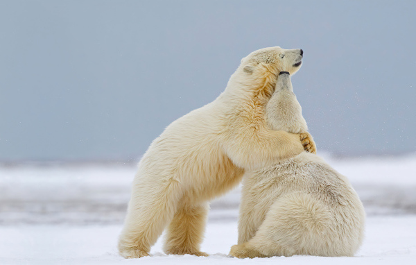 Полярные медведи на снегу