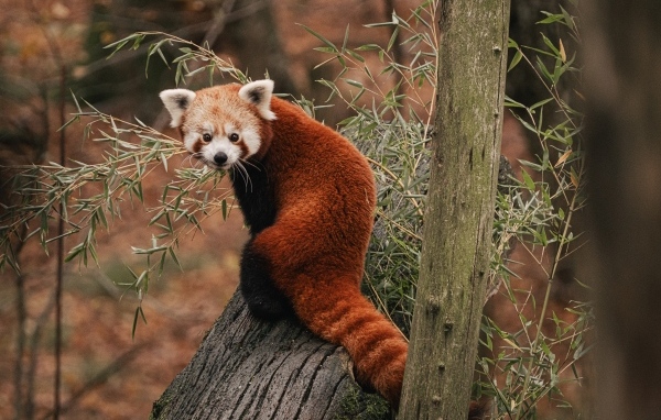 Красная панда сидит на дереве эвкалипта