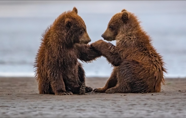 Два маленьких бурых медвежонка на мокром песке