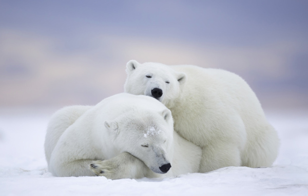 Два белых медведя спят на снегу