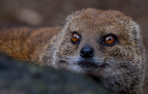 Большие карие глаза мангуста
