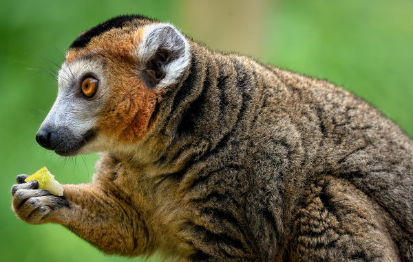 Лемур с коричневыми глазами ест грушу