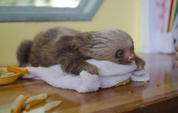 Маленький ленивец лежит на столе