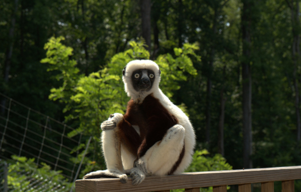 Лемур сифака в зоопарке 