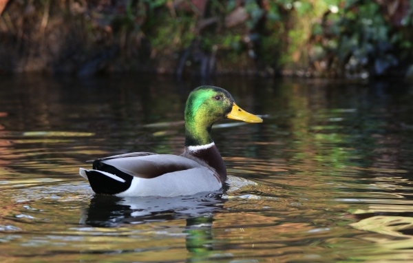 Красивый селезень плавает в воде