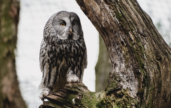 Большая сова сидит на сухом дереве