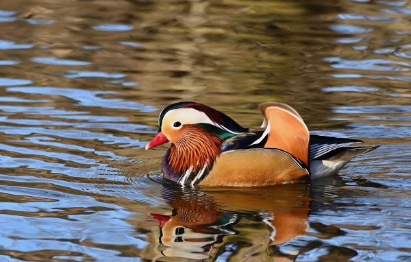 Разноцветная утка мандаринка плавает в воде
