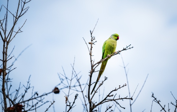 Зеленый попугай сидит на ветке дерева