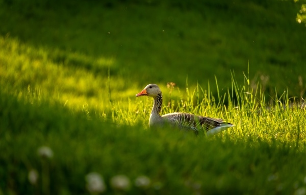 Большой серый гусь гуляет по зеленой траве