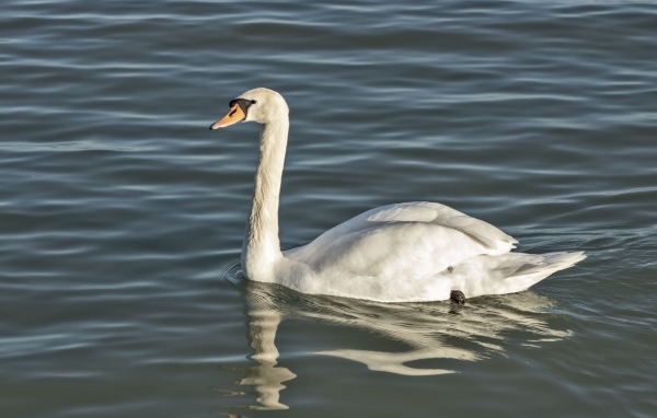 Большой белый лебедь плавает в воде