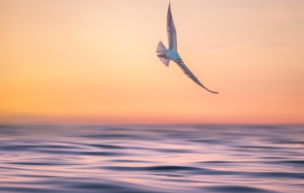 Чайка летает над спокойным морем