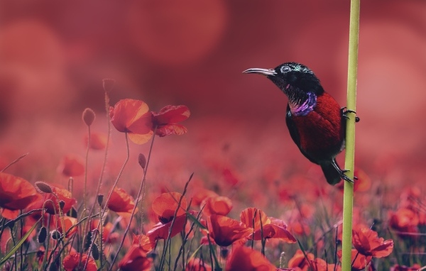 Маленькая черная птица сидит на траве у поля с красными маками