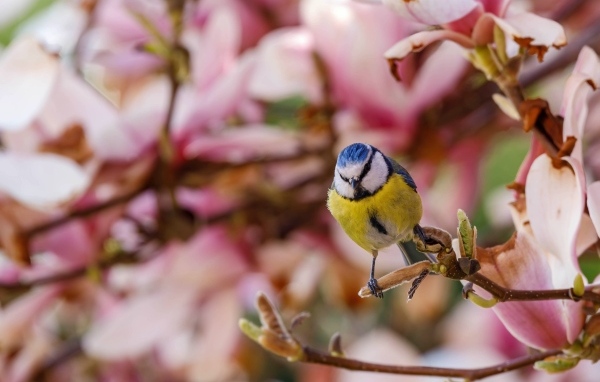 Маленькая птица лазоревка сидит на ветке дерева