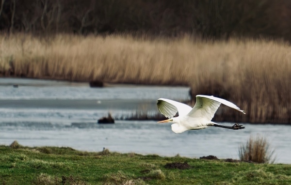 Белая цапля летит над водой