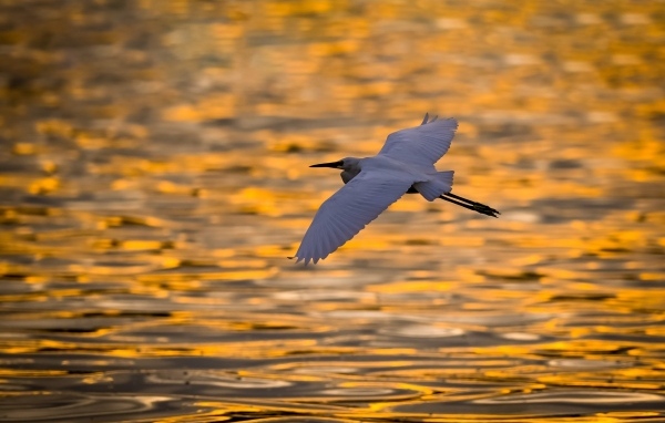 Белая цапля летит над водой на закате