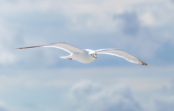 Белая чайка летит в облаках
