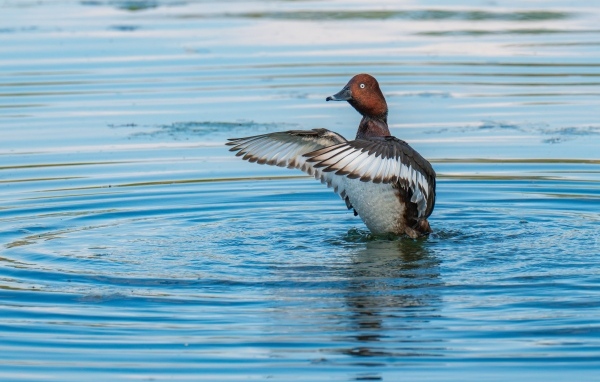 Дикая утка готовится к взлеты на озере