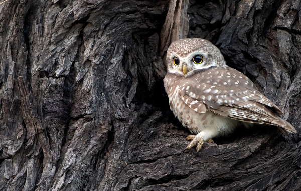 Сова сидит в дупле у дерева