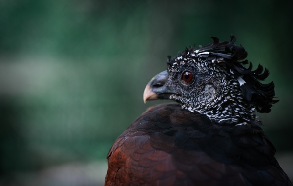 Большая черная птица великий курасов