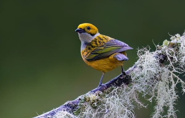 Птица вьюнок сидит на ветке