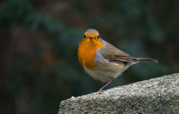 Птица вьюнок сидит на бетонной плите
