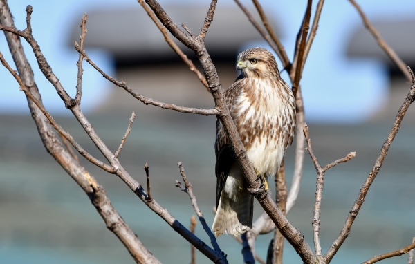 Хищная птица канюк сидит в ветках дерева