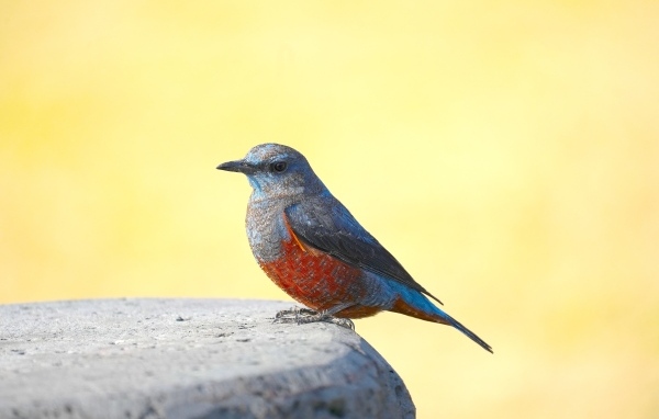 Птица сидит на камне на желтом фоне