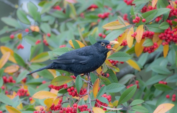 Черная птица на ветке с красными ягодами