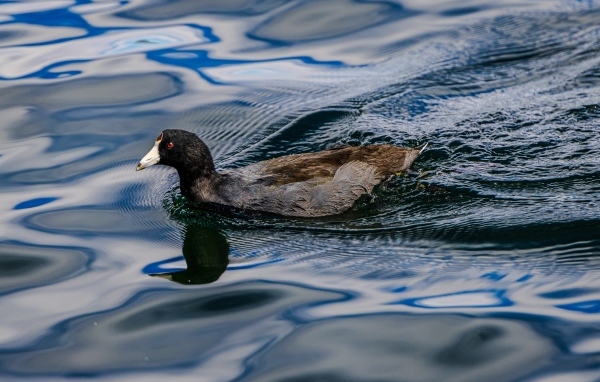 Черная кряква плывет по озеру