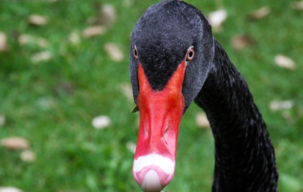Черный лебедь с красным клювом крупным планом