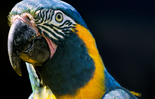 Голова синегорлого ары крупным планом