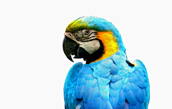 Голубой попугай ара крупным планом на белом фоне