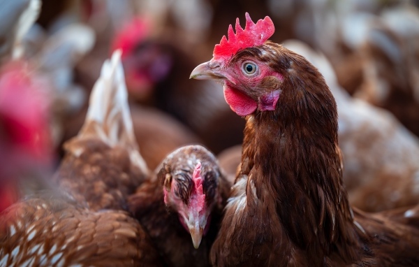 Коричневые домашние куры на ферме