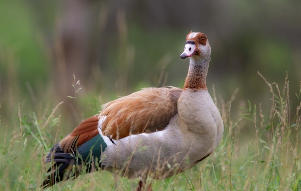 Коричневый дикий гусь в траве