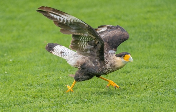 Птица каракара готовится к взлету