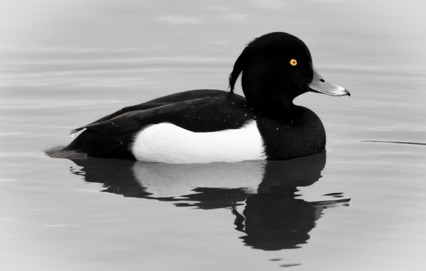 Хохлатая утка плавает в воде