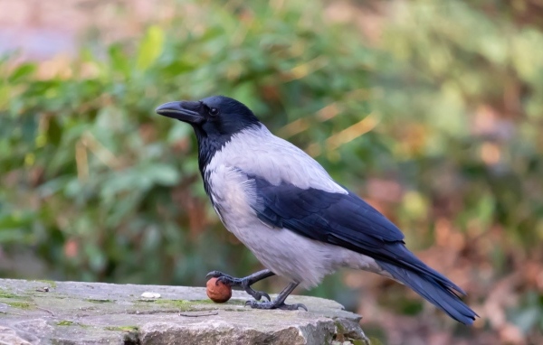 Ворона с орехом на камне