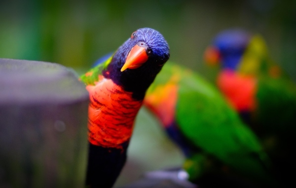 Любопытный синеголовый попугай