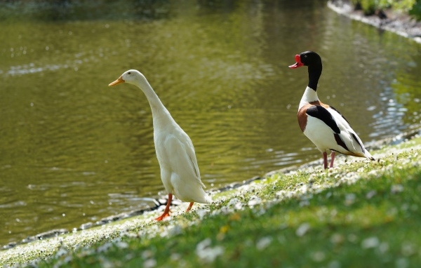 Утка и гусь у воды