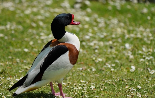 Утка стоит на зеленой траве