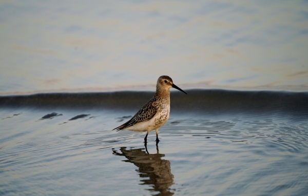 Птица чернозобик в воде