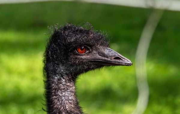 Голова страуса эму крупным планом