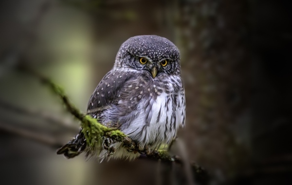 Евразийская карликовая сова сидит на ветке