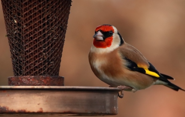 Птица щегол у кормушки