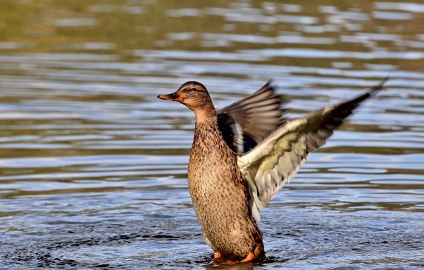 Серая утка расправила крылья в воде
