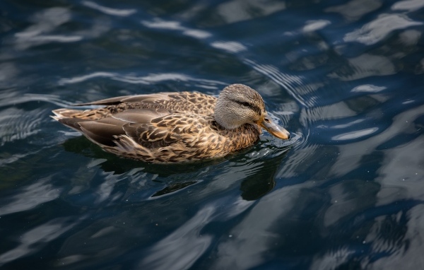 Серая утка плавает в спокойной воде
