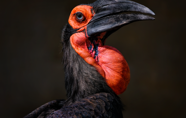 Большая птица калао на черном фоне