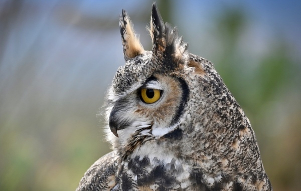 Большая рогатая сова