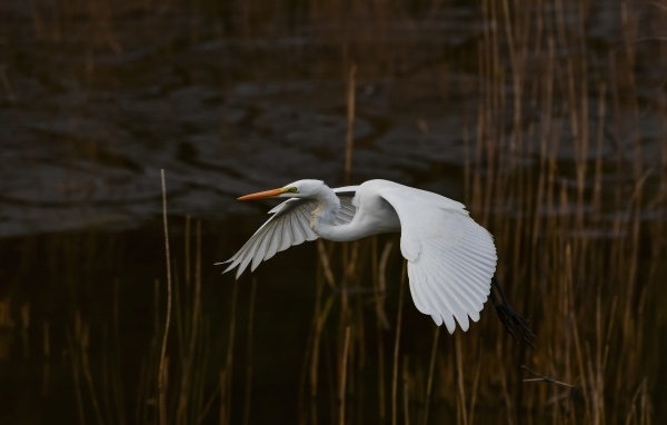 Большая белая цапля летит над водой