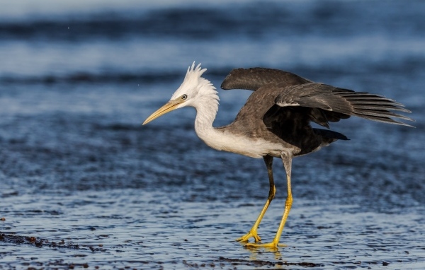 Большая цапля на мокром асфальте